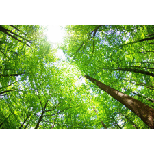  Öntapadós tapéta Ég a fák között, 300 x 200 cm tapéta, díszléc és más dekoráció