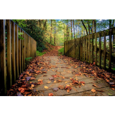  Öntapadós tapéta Erdőpadló, 250 x 200 cm tapéta, díszléc és más dekoráció