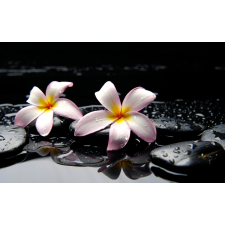  Öntapadós tapéta Fehér orchidea, 300 x 200 cm tapéta, díszléc és más dekoráció