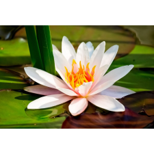  Öntapadós tapéta Fehér tavirózsa, 200 x 255 cm tapéta, díszléc és más dekoráció