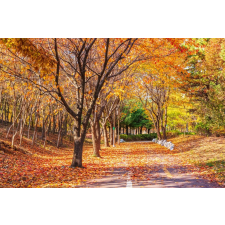  Öntapadós tapéta Forest54 ősz, 350 x 200 cm tapéta, díszléc és más dekoráció