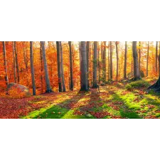  Öntapadós tapéta Forest napsugarakkal, 250 x 200 cm tapéta, díszléc és más dekoráció