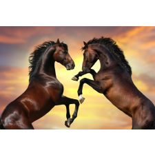 Öntapadós tapéta Két ló, mének, naplemente, 270 x 200 cm tapéta, díszléc és más dekoráció