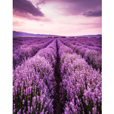  Öntapadós tapéta Lavender7, 150 x 205 cm tapéta, díszléc és más dekoráció