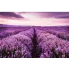  Öntapadós tapéta Lavender7, 200 x 150 cm