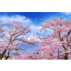  Öntapadós tapéta Natura162 Mount Fuji és cseresznyevirágok, 250 x 200 cm