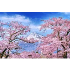  Öntapadós tapéta Natura162 Mount Fuji és cseresznyevirágok, 250 x 200 cm tapéta, díszléc és más dekoráció