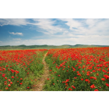  Öntapadós tapéta Natura26, 250 x 200 cm tapéta, díszléc és más dekoráció