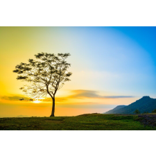  Öntapadós tapéta Natura27, 250 x 200 cm tapéta, díszléc és más dekoráció