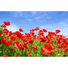  Öntapadós tapéta Pipacsok, kék ég, 400 x 250 cm tapéta, díszléc és más dekoráció