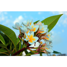  Öntapadós tapéta Plumeria virágok, 350 x 200 cm tapéta, díszléc és más dekoráció