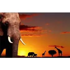  Öntapadós tapéta Savannah alkonyatkor, 350 x 200 cm tapéta, díszléc és más dekoráció