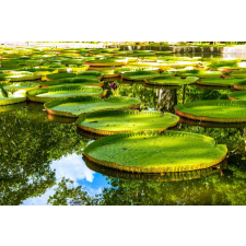  Öntapadós tapéta Tavirózsa a tavon, 250 x 150 cm tapéta, díszléc és más dekoráció