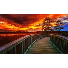  Öntapadós tapéta Tree in the sunset, 250 x 150 cm tapéta, díszléc és más dekoráció