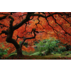  Öntapadós tapéta Tüzes levelű fa, japánkert, 200 x 150 cm