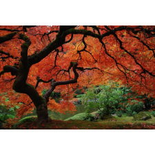 Öntapadós tapéta Tüzes levelű fa, japánkert, 200 x 150 cm tapéta, díszléc és más dekoráció
