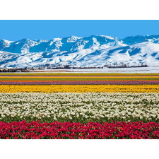  Öntapadós tapéta Virágok és hegyek, 250 x 150 cm tapéta, díszléc és más dekoráció