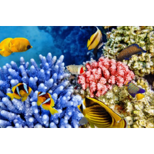  Öntapadós tapéta Víz alatti világ 3, 300 x 200 cm tapéta, díszléc és más dekoráció