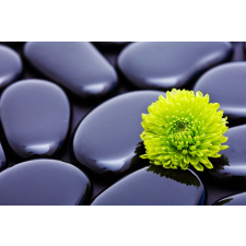  Öntapadós tapéta Zöld krizantém kövekkel, 350 x 250 cm tapéta, díszléc és más dekoráció