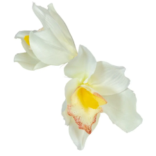  Orchidea virágfej szatén D8cm krém 24db/csom dekorációs kellék