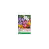 OXALIS SEED FRESIA SZIMPLA MIX 5CM
