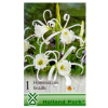 OXALIS SEED PÓKLILIOM (HYMENOCALLIS FESTALIS)
