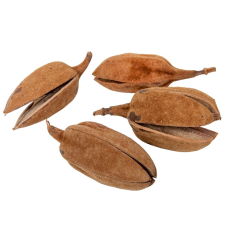  Páncélos lili natúr 14db-os dekorációs kellék