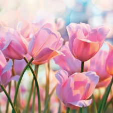 Pink Tulips papírszalvéta 33x33cm,20db-os asztalterítő és szalvéta
