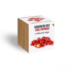 Piros habanero chili paprika növényem fa kaspóban fa és növény