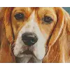  Pixel szett 4 normál alaplappal, színekkel, kutya, basset hound (804445)