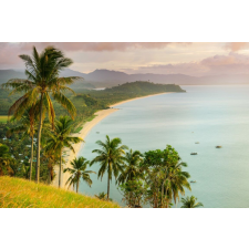  Plaja62 matrica tapéta pálmafákkal, 250 x 150 cm tapéta, díszléc és más dekoráció