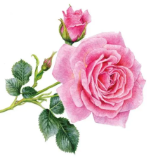 PPD Rosedal papírszalvéta 33x33cm,20db-os konyhai eszköz