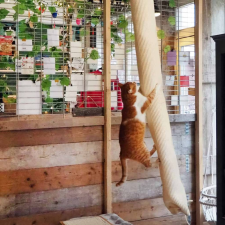Quapas! szizál macskamászózsák 180 cm macskafelszerelés