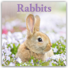 Rabbits - Kaninchen 2025 - 16-Monatskalender – Avonside Publishing Ltd naptár, kalendárium