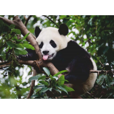 Ravensburger Ravensburger panda puzzle 500 db-os puzzle, kirakós