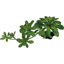  REPTO | PLANT SUCCULENT GREEN XL | Műnövény dekoráció, zöld színű - XL kisállatfelszerelés