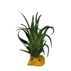 Repto | PLANT TILLANDSIA | Műnövény dekoráció - 8x7x7 cm