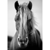 Retro-Gift Horse 1 - Retro-Gift Nagy táblakép 39 cm x 27 cm