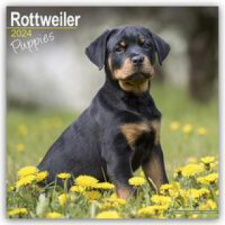  Rottweiler Puppies - Rottweiler Welpen 2024 - 16-Monatskalender naptár, kalendárium