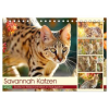  Savannah Katzen. Exotische Wildschönheiten im Naturgarten (Tischkalender 2026 DIN A5 quer), CALVENDO Monatskalender – Calvendo,Rose Hurley