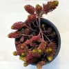  Sedum polytrichoides 'Chocolate Ball' - csoki varjúháj