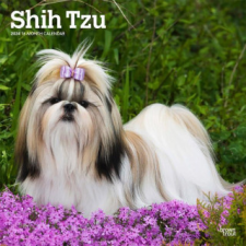  Shih Tzu 2024 Square naptár, kalendárium
