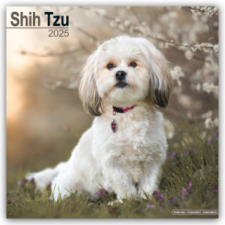 Shih Tzu 2025 - 16-Monatskalender – Avonside Publishing Ltd naptár, kalendárium