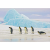 Signal Kép PENGUINS 120x80 cm