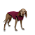 Sofa Dress Kft. NRDOGS Kutyaruha Fuxia L (37-45 cm háthossz)