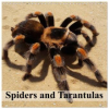  Spiders and Tarantulas (Wall Calendar 2026 12 × 12 Inch) CALVENDO 12 Month Wall Calendar – Calvendo,Elisabeth Stanzer