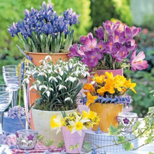 Spring Bloomers papírszalvéta 33x33cm,20db-os asztalterítő és szalvéta