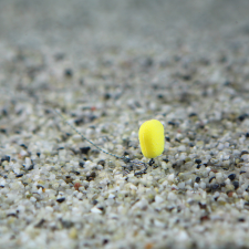Stég Upters Corn Chili-Peach 10mm 10db/dob. bojli, aroma