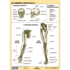 Stiefel Az emberi csontváz II. DUO iskolai kiegészítő