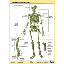  STIEFEL Tanulói munkalap, A4, STIEFEL &quot;Az emberi csontváz&quot; iskolai kiegészítő